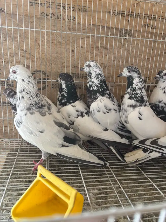 pigeons for sale - Photo 4