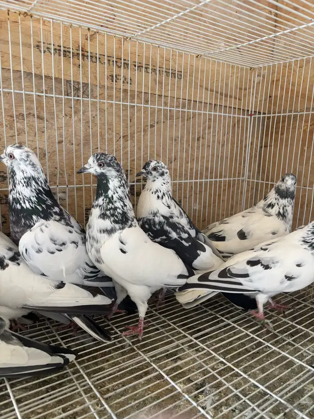 pigeons for sale - Photo 5