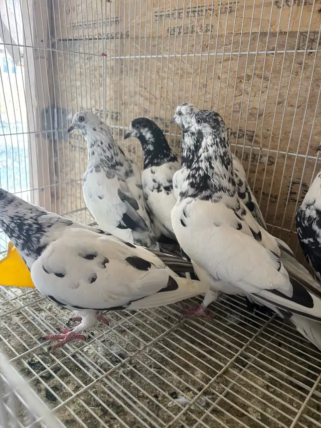 pigeons for sale - Photo 6