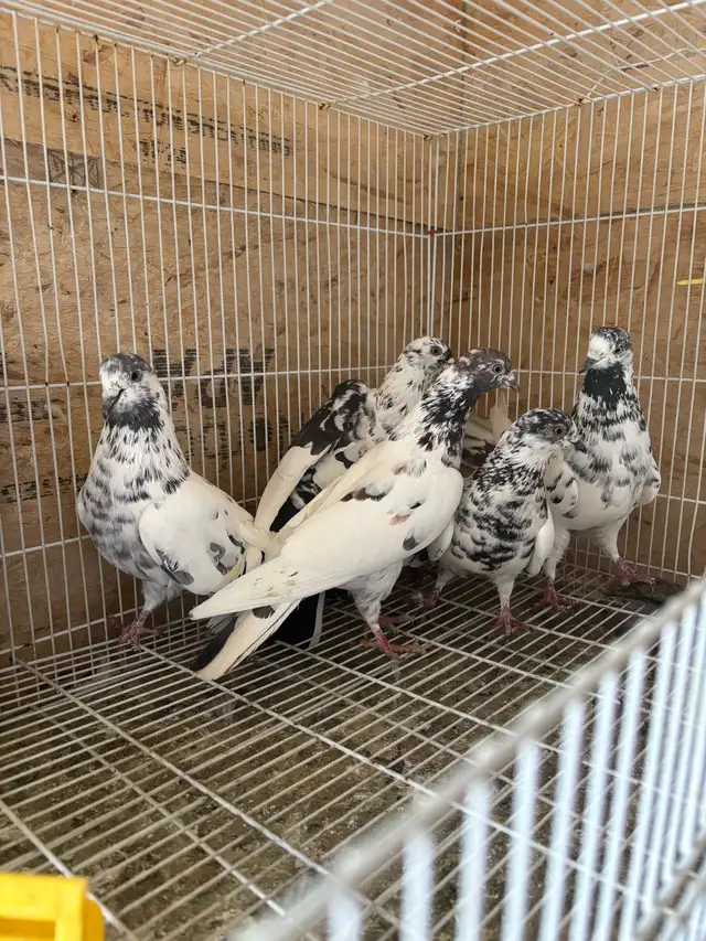 pigeons for sale - Photo 7