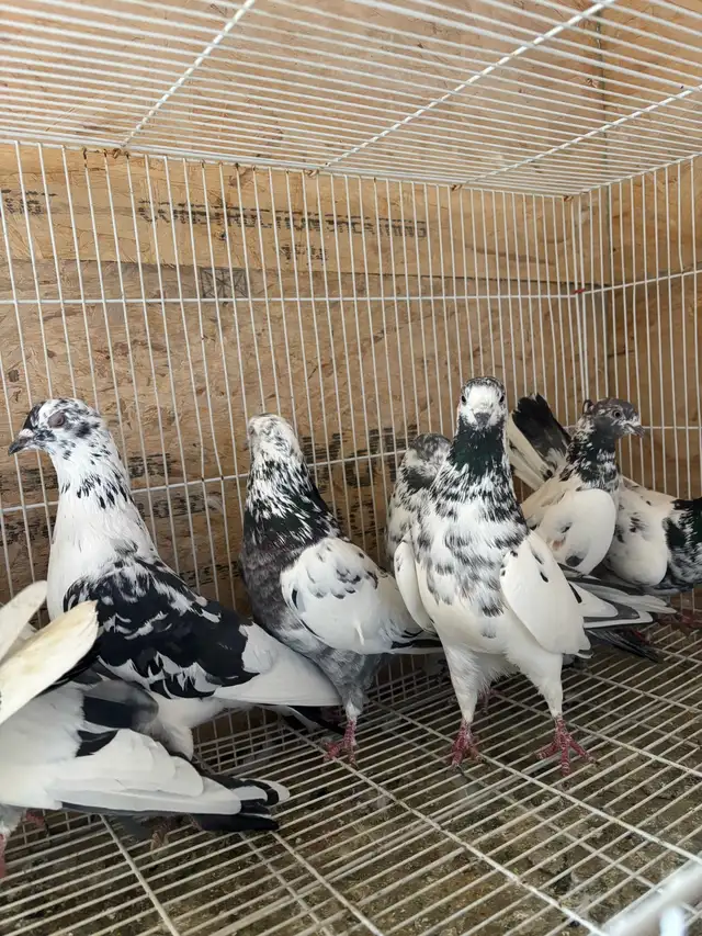 pigeons for sale - Photo 8