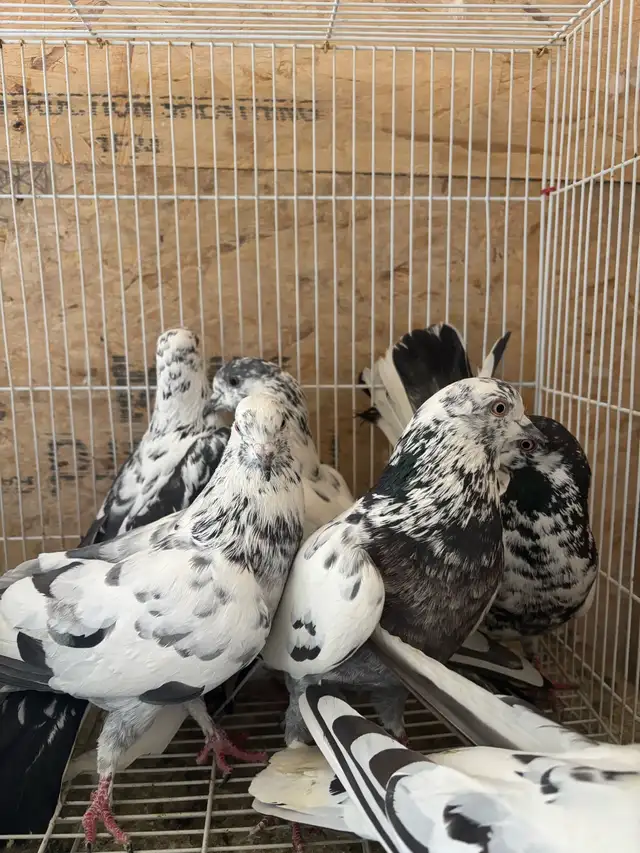 pigeons for sale - Photo 9