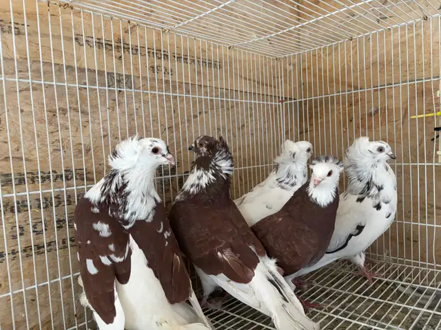 pigeons for sale