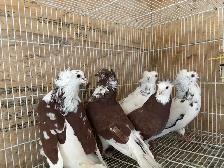 pigeons for sale