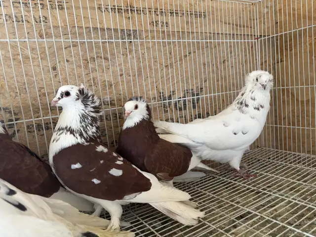 pigeons for sale - Photo 2