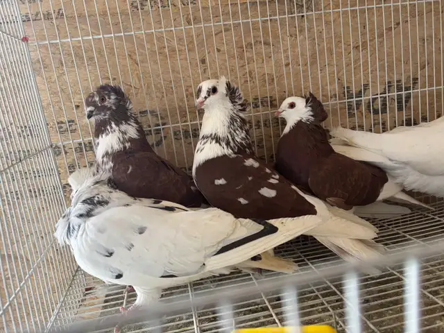 pigeons for sale - Photo 3
