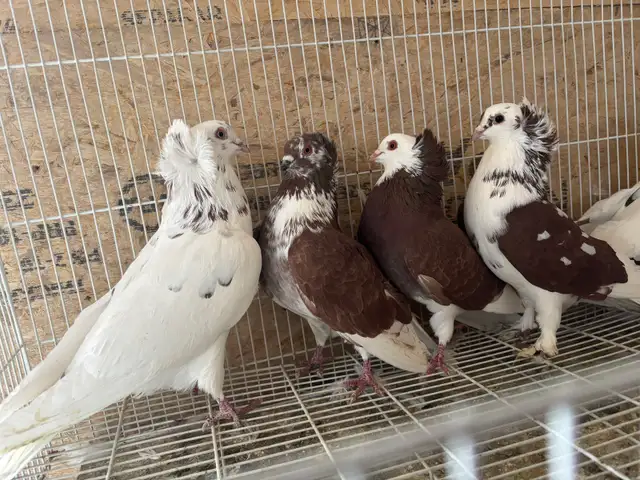 pigeons for sale - Photo 4