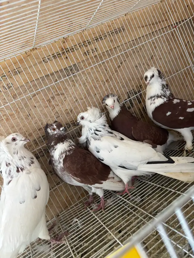 pigeons for sale - Photo 5