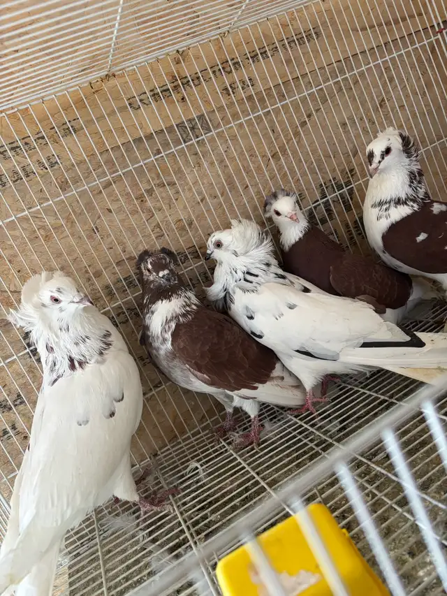 pigeons for sale - Photo 6