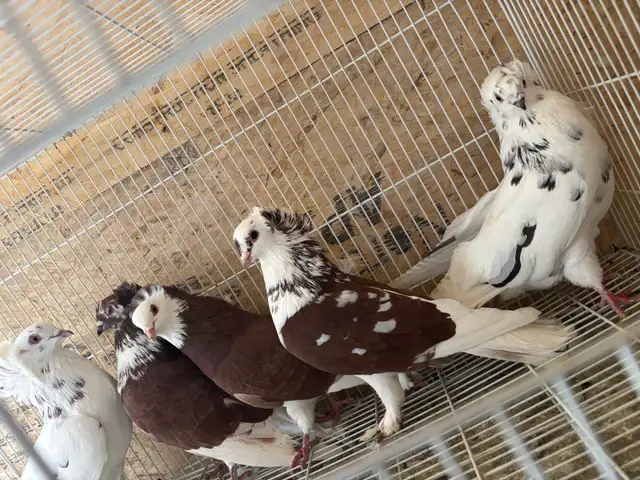 pigeons for sale - Photo 7