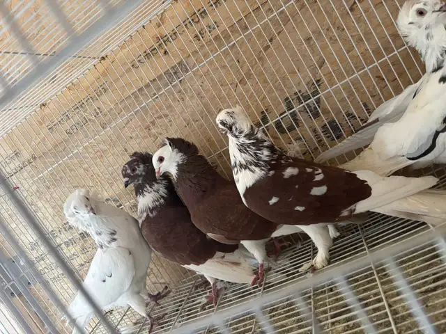 pigeons for sale - Photo 8