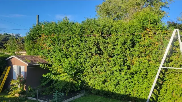 Tree pruning, trimming, removals and stump grinding - Photo 2