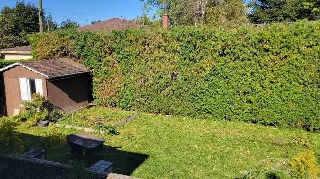 Tree pruning, trimming, removals and stump grinding - Photo 3