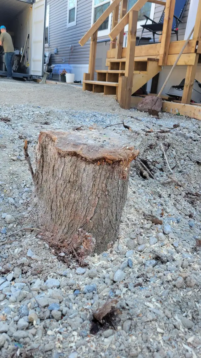 Tree pruning, trimming, removals and stump grinding - Photo 4