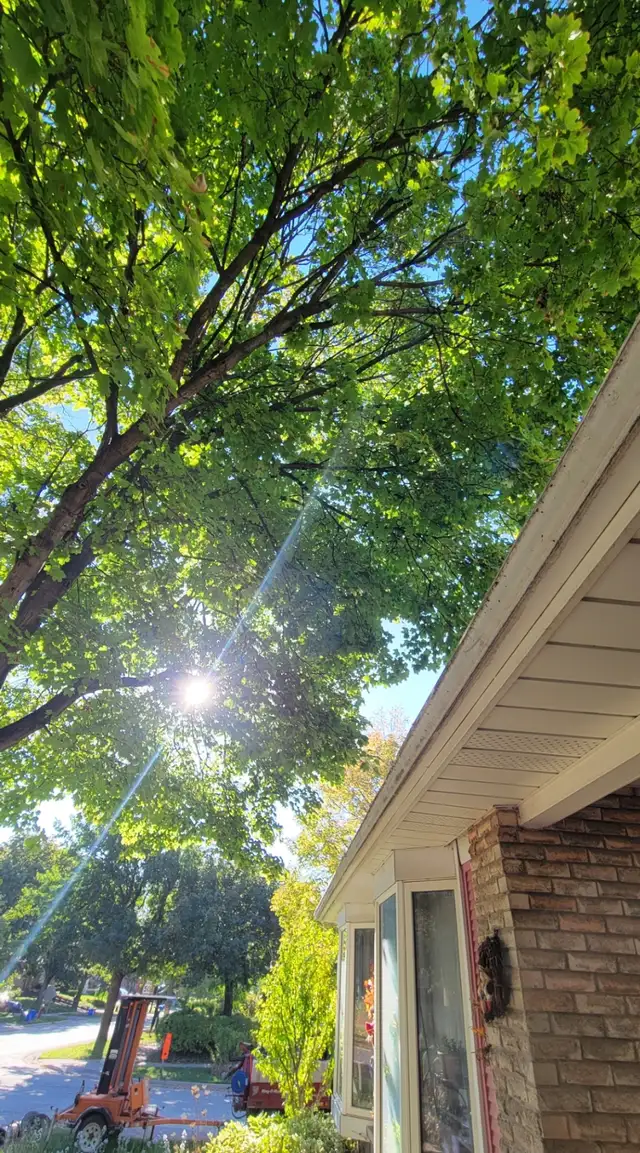 Tree pruning, trimming, removals and stump grinding - Photo 6