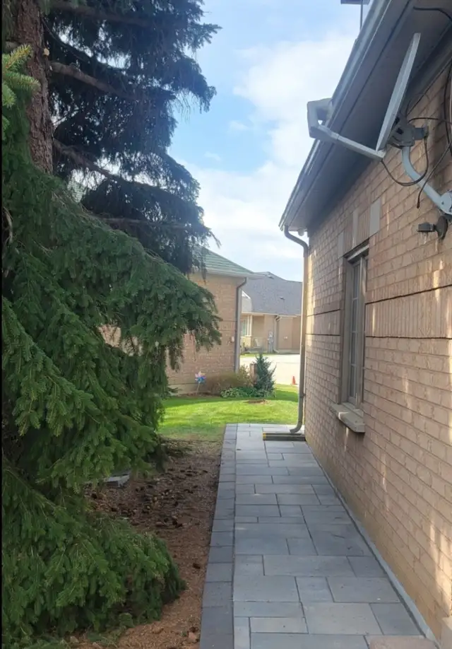 Tree pruning, trimming, removals and stump grinding - Photo 9