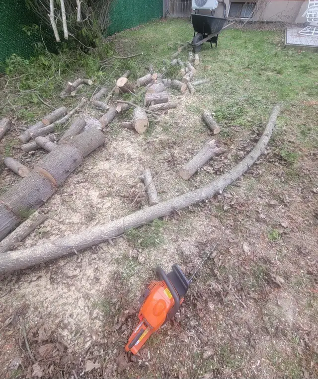 Tree pruning, trimming, removals and stump grinding - Photo 10