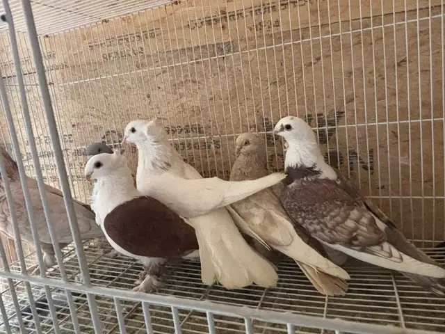 pigeons for sale