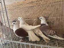 pigeons for sale