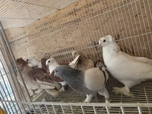 pigeons for sale - Photo 2