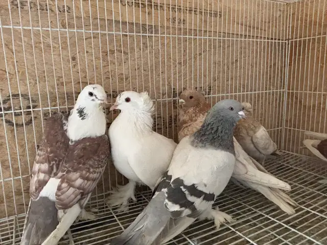 pigeons for sale - Photo 3