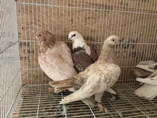 pigeons for sale - Photo 4