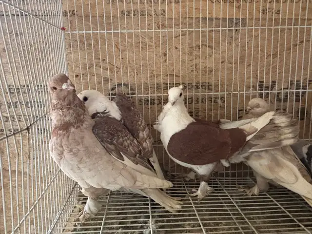 pigeons for sale - Photo 5