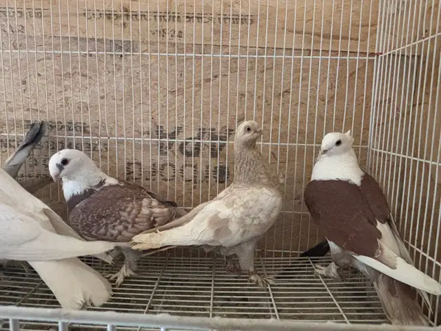 pigeons for sale - Photo 6