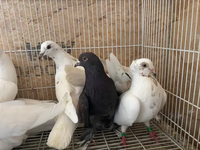 pigeons for sale - Photo 7