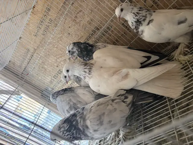 pigeons for sale - Photo 8