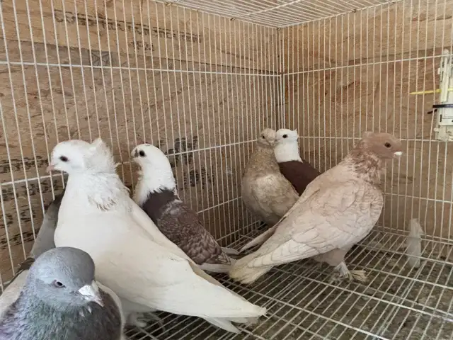 pigeons for sale - Photo 9