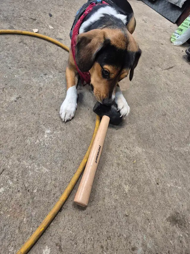 Licensed Mechanic Services - Photo 4