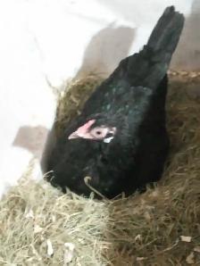 poule noire oeuf vert poule blanche oeuf bleu