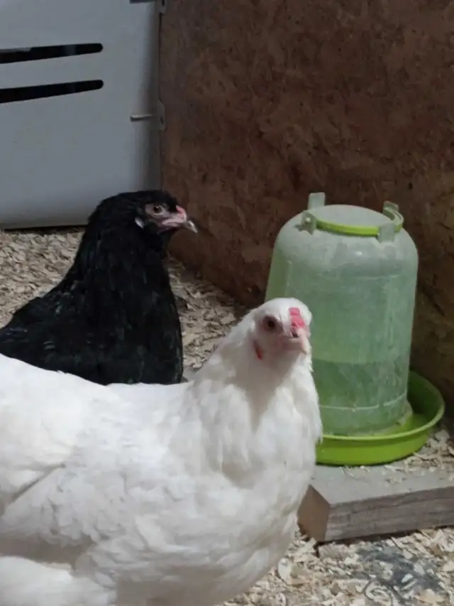 poule noire oeuf vert poule blanche oeuf bleu - Photo 2