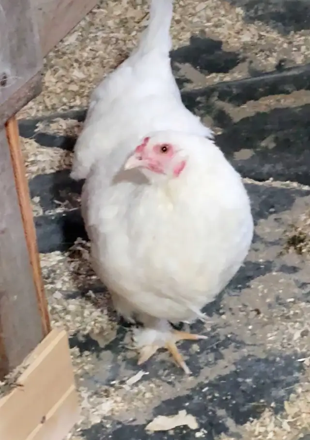 poule noire oeuf vert poule blanche oeuf bleu - Photo 3