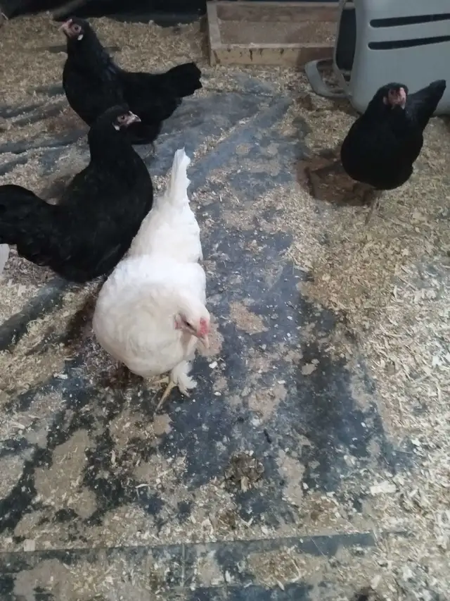 poule noire oeuf vert poule blanche oeuf bleu - Photo 4