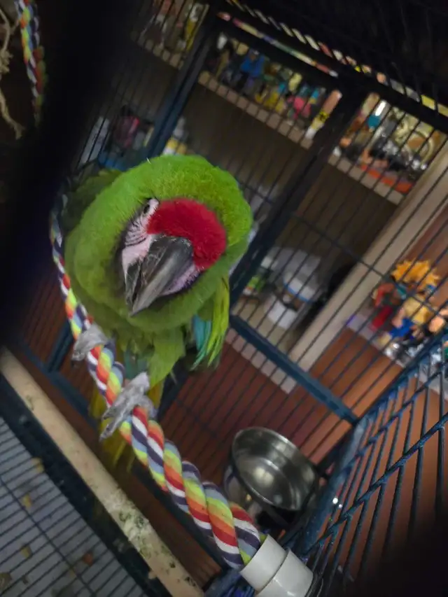 Military Macaw - Photo 2