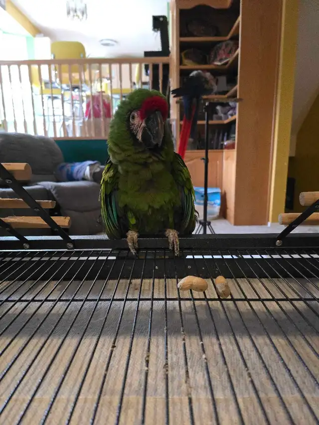 Military Macaw - Photo 3