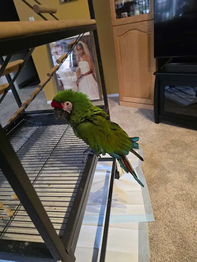 Military Macaw - Photo 4