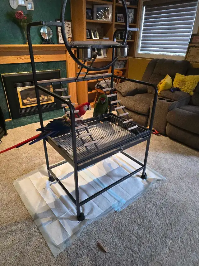 Military Macaw - Photo 5