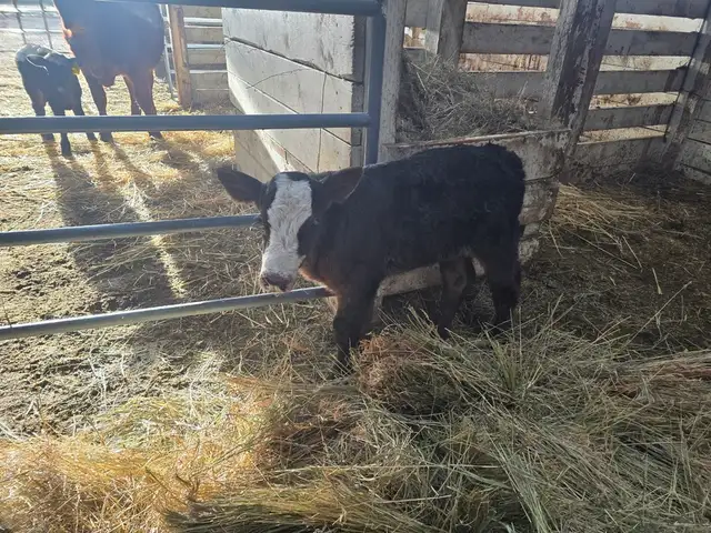 Simmental/Angus CALF