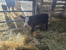 Simmental/Angus CALF