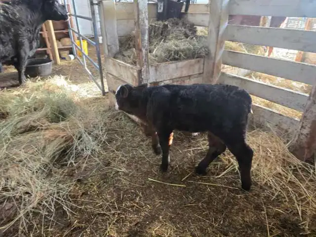 Simmental/Angus CALF - Photo 2