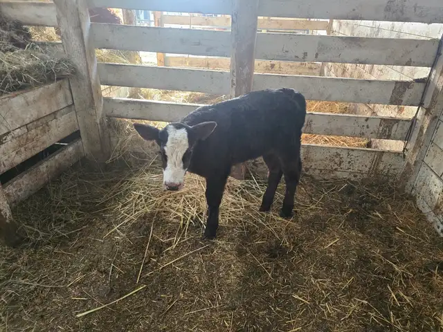 Simmental/Angus CALF - Photo 3