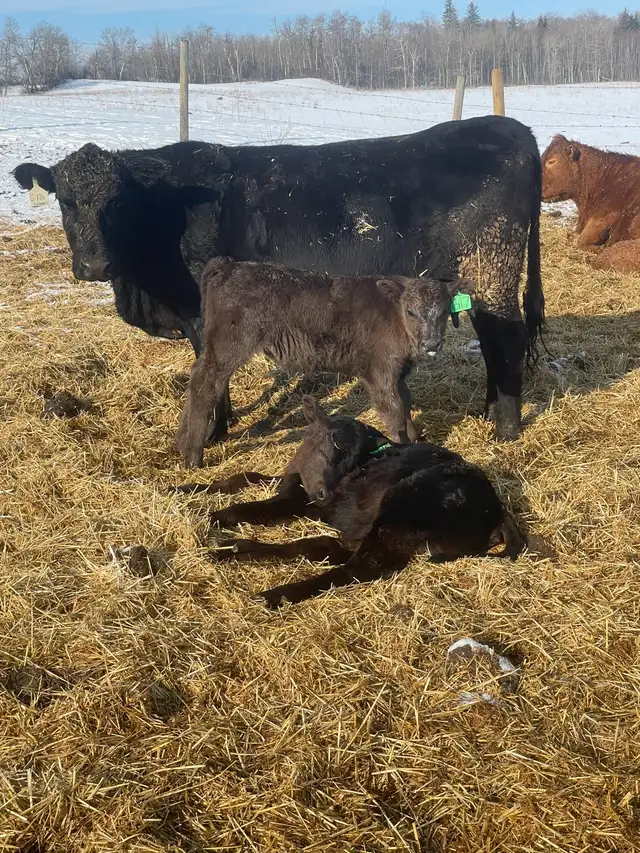 Cow calf pairs