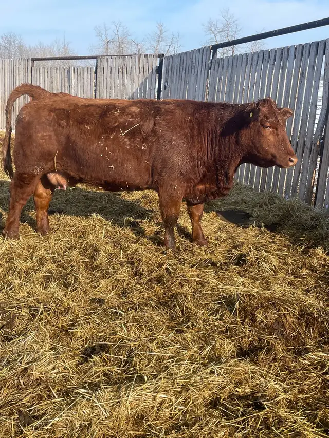 Cow calf pairs - Photo 2