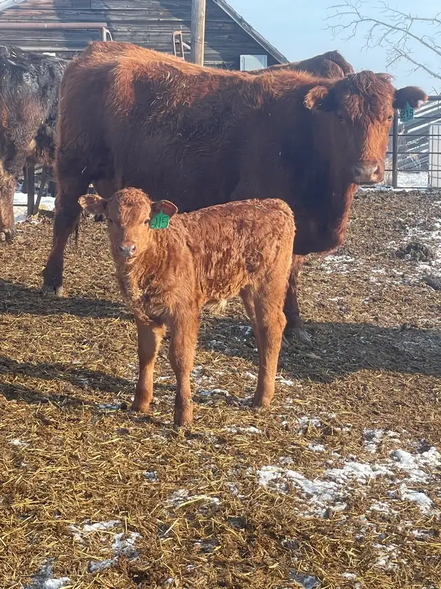 Cow calf pairs - Photo 3
