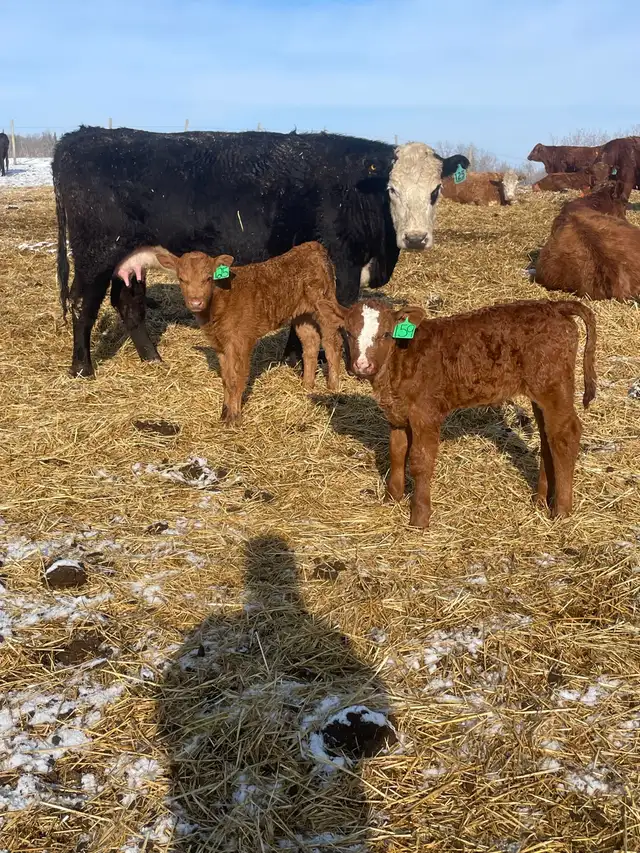 Cow calf pairs - Photo 4