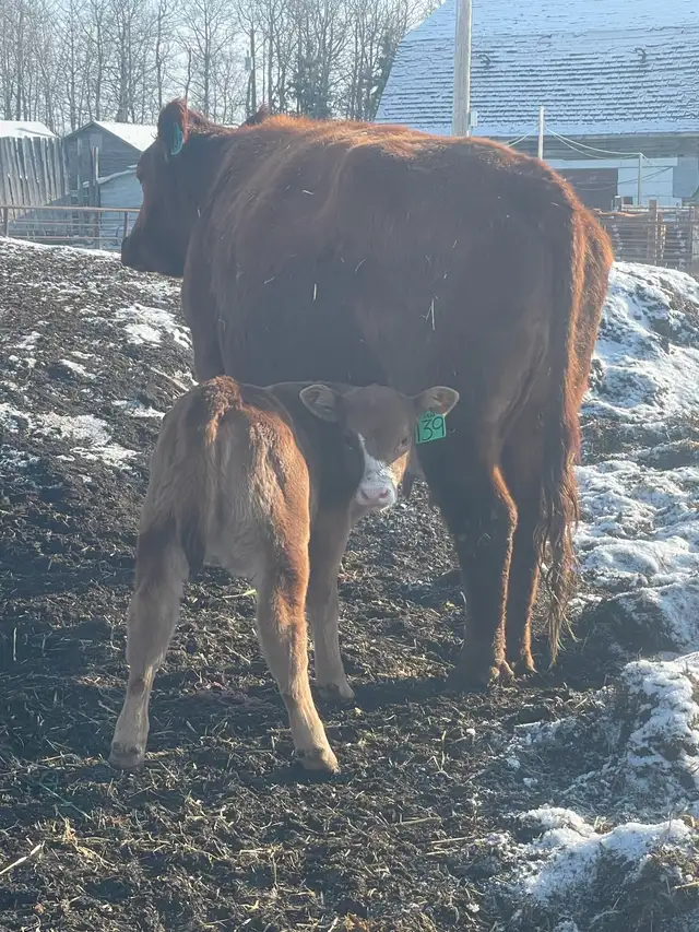 Cow calf pairs - Photo 5