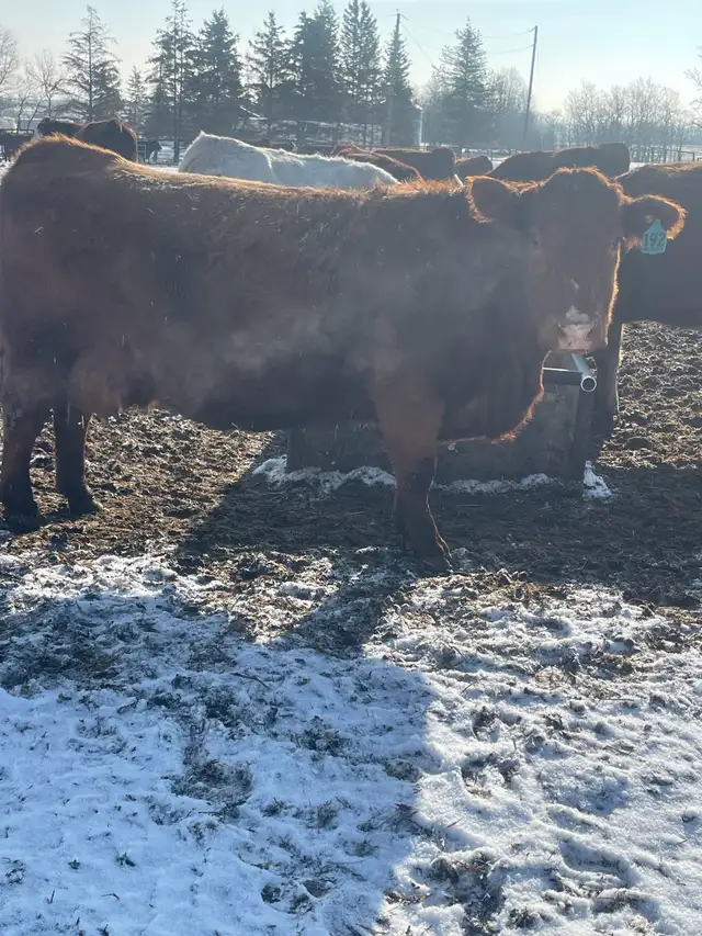 Cow calf pairs - Photo 6